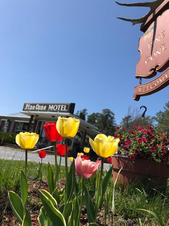 Pinecone Motel Sussex Buitenkant foto